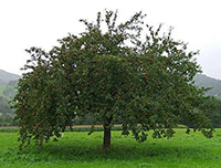 apfelbaum
